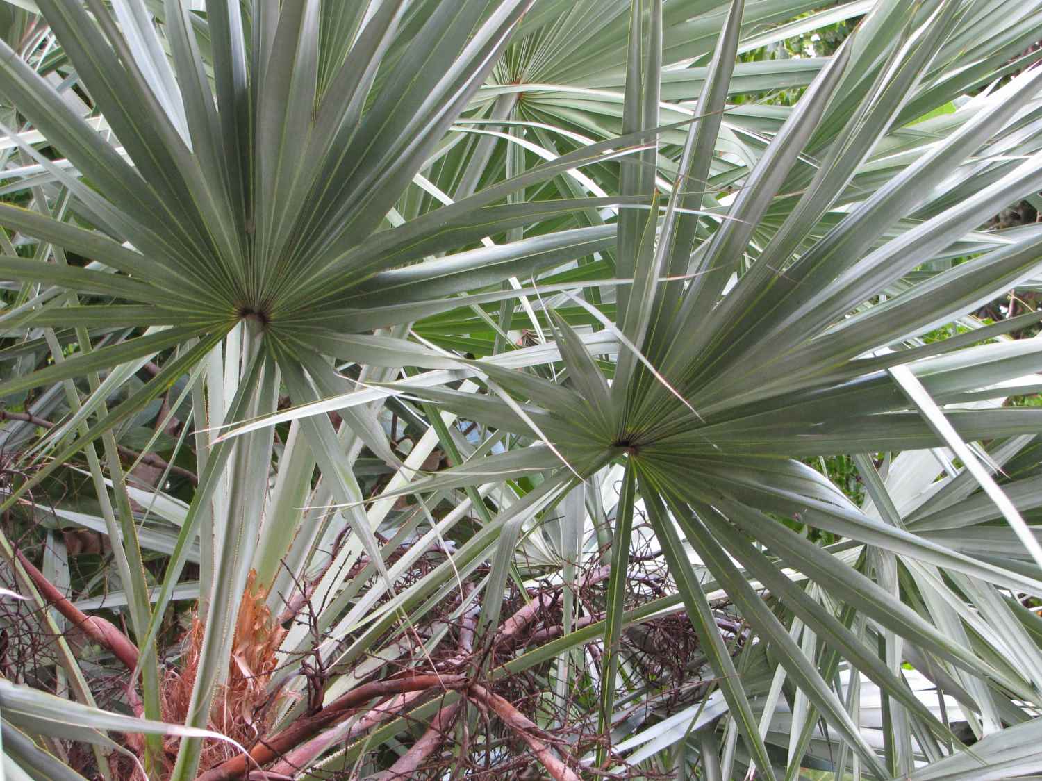 Saw palmetto health benefits