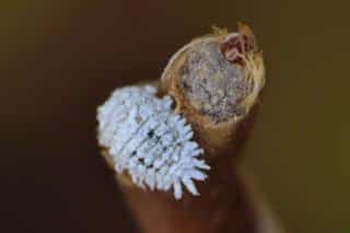 Scale insect