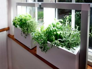 Indoor and outdoor herb selection