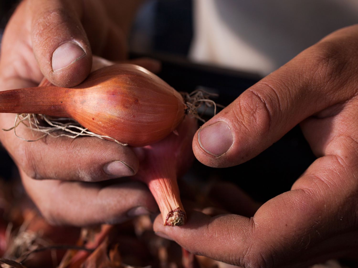 Shallot, Allium ascalonicum