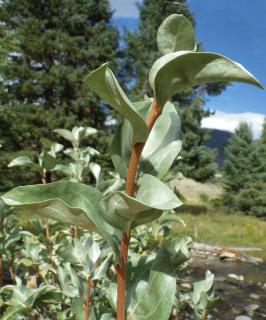 Planting silverberry