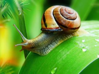 Snail - gasteropod