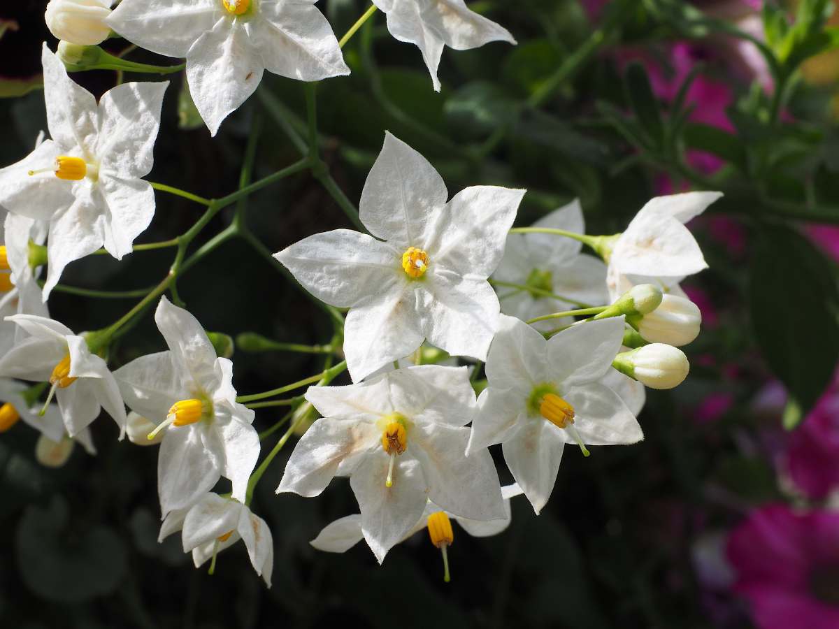 solanum jasminoides - potato vine