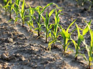 How to sow in rows