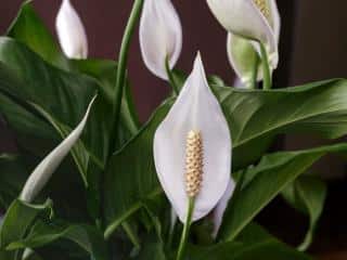 Peace lily