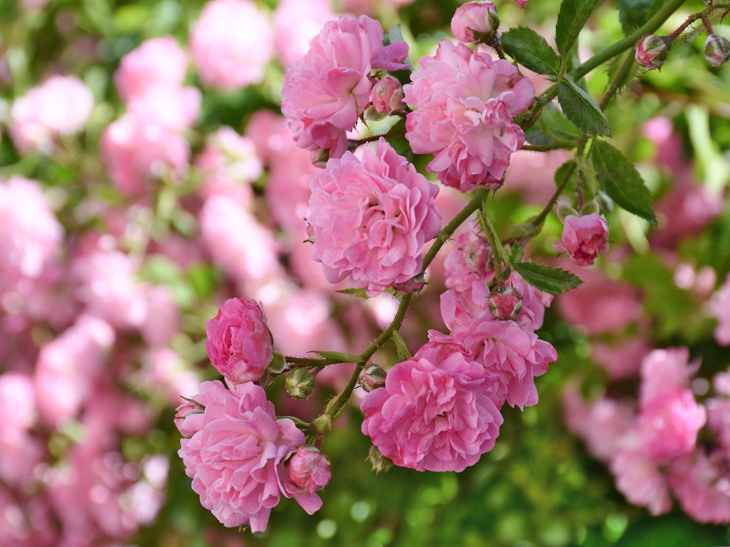 Wonderful rose garden in France