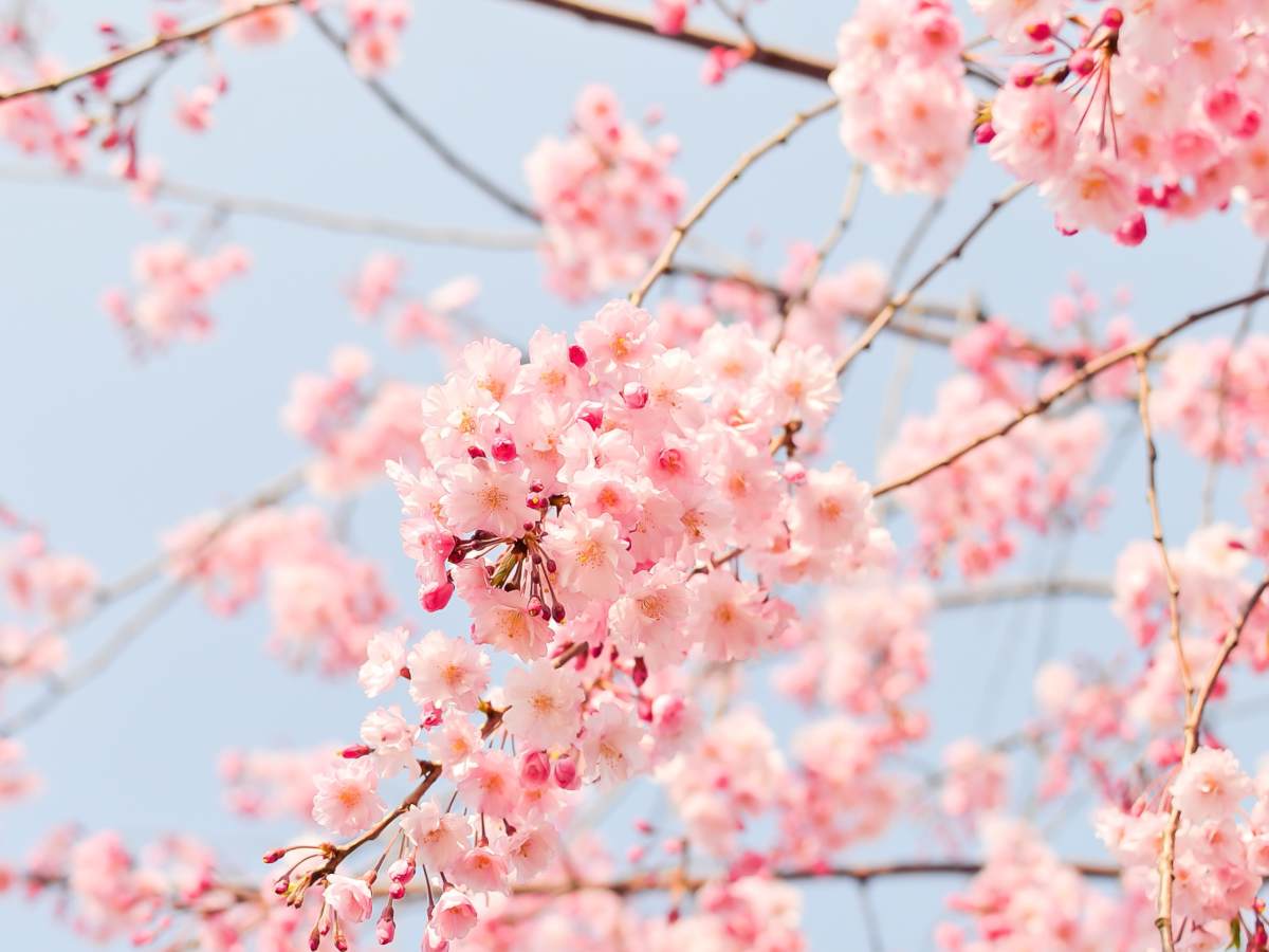 Trees that bloom in spring