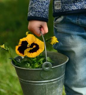 Spring-blooming pansy