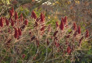 Pruning Staghorn sumac