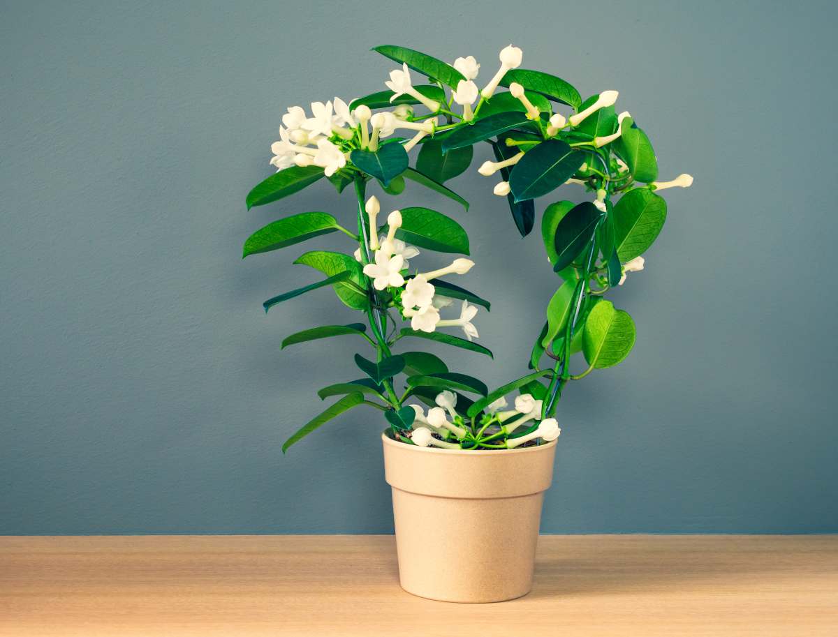 stephanotis floribunda