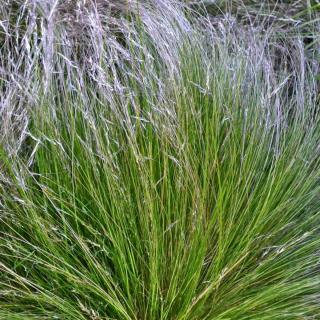 Stipa in landscaping