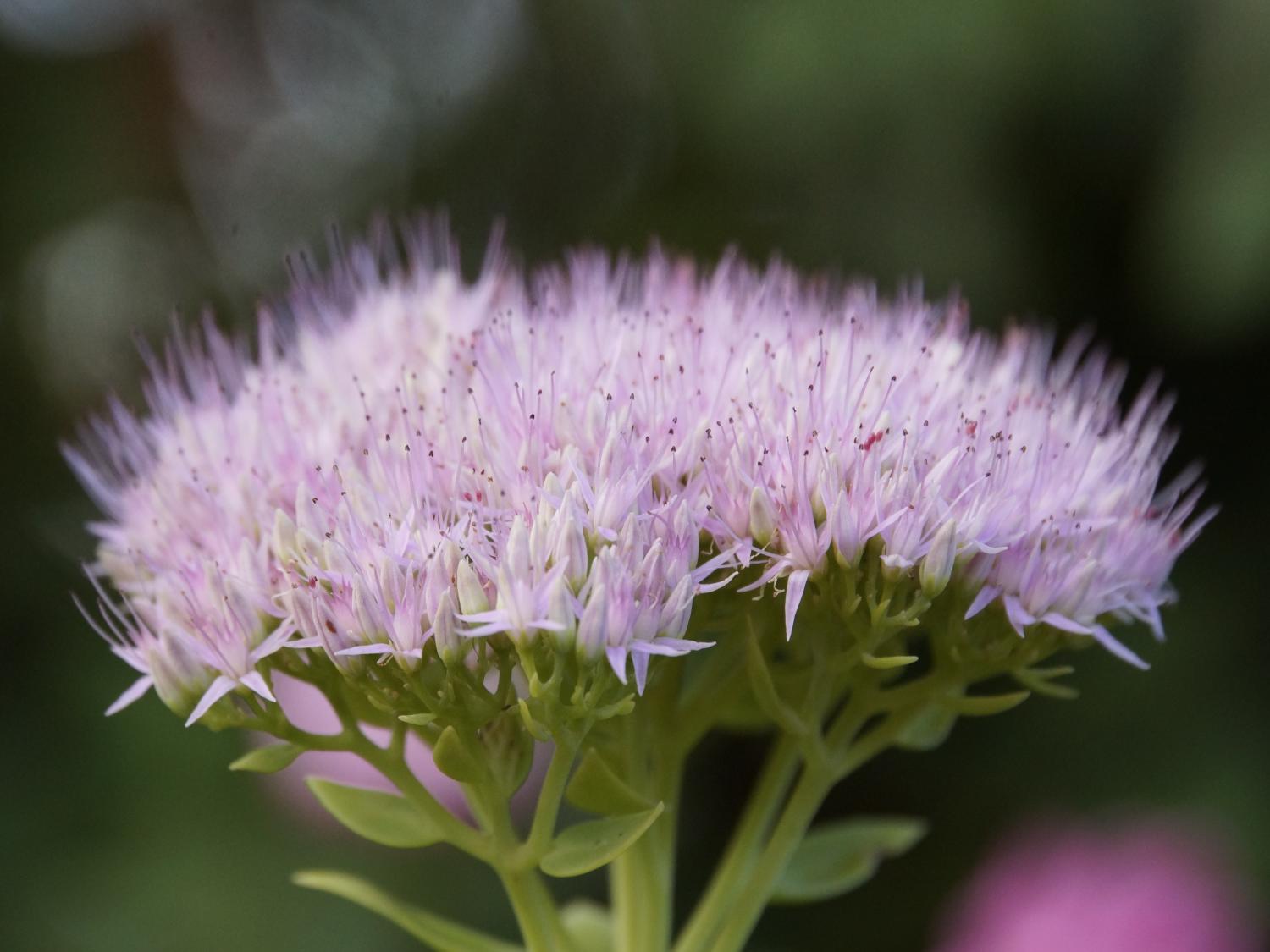 Stonecrop, sedum spectabile