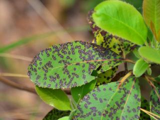 Leaf spot on strawberry tree