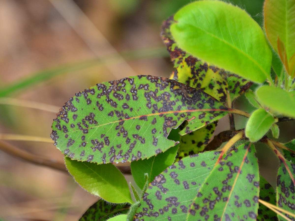 Leaf spot on strawberry tree