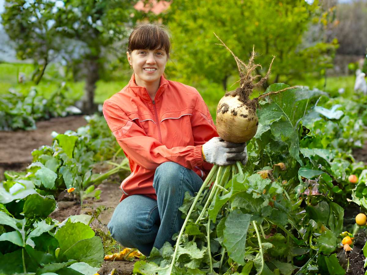 Swede, Brassica napobrassica