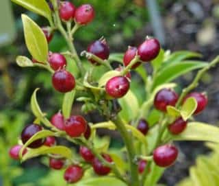 Sweetbox berries to attract birds