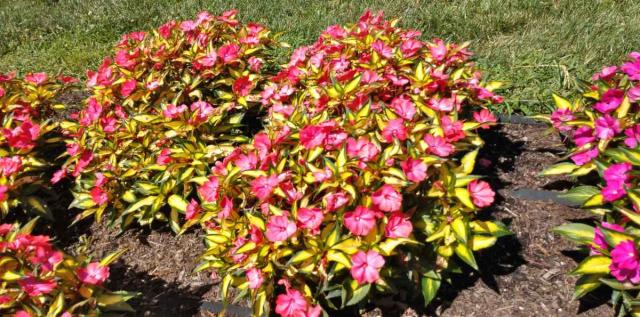 Treating sick sunpatiens
