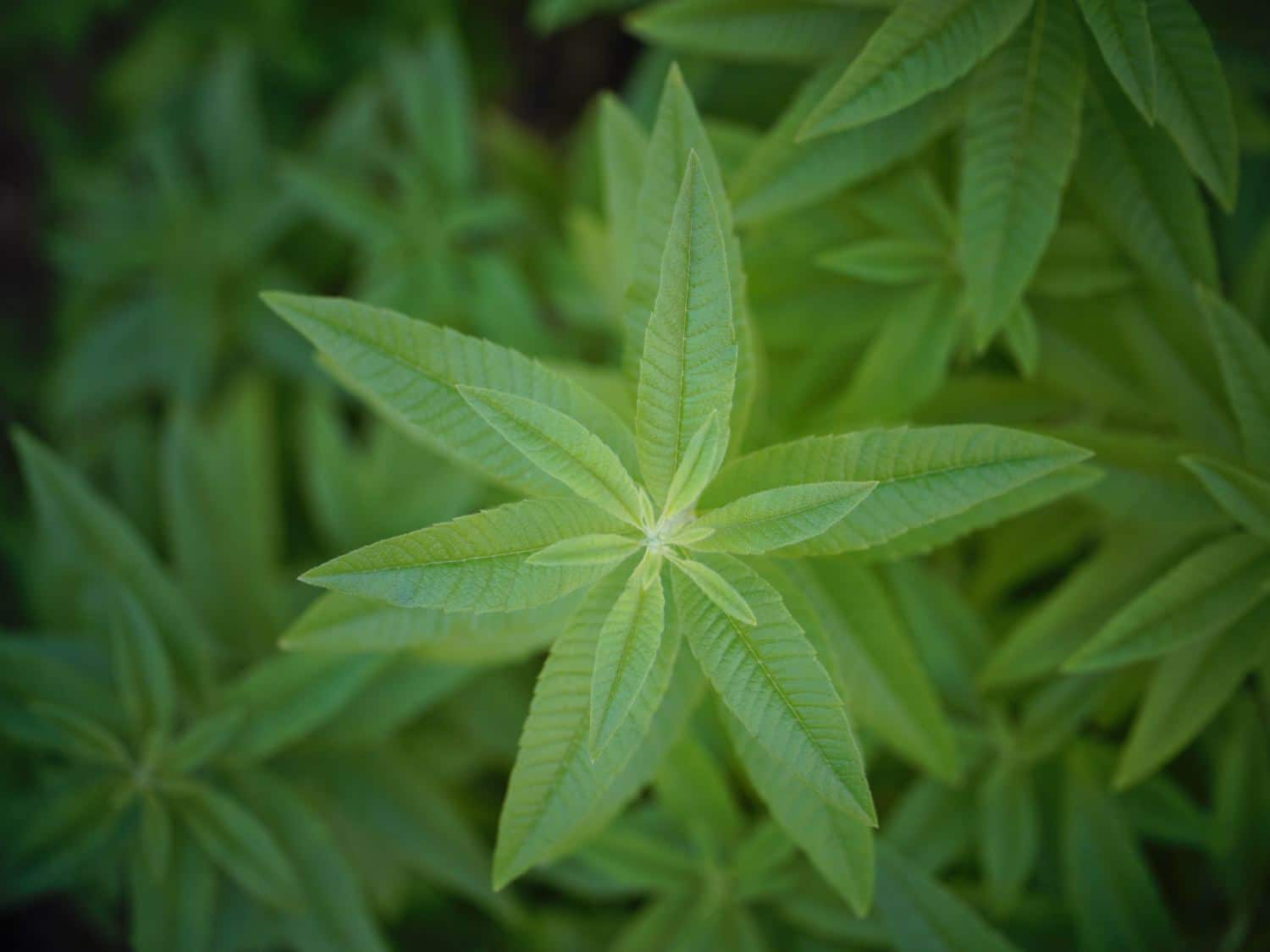 Health benefits of verbena