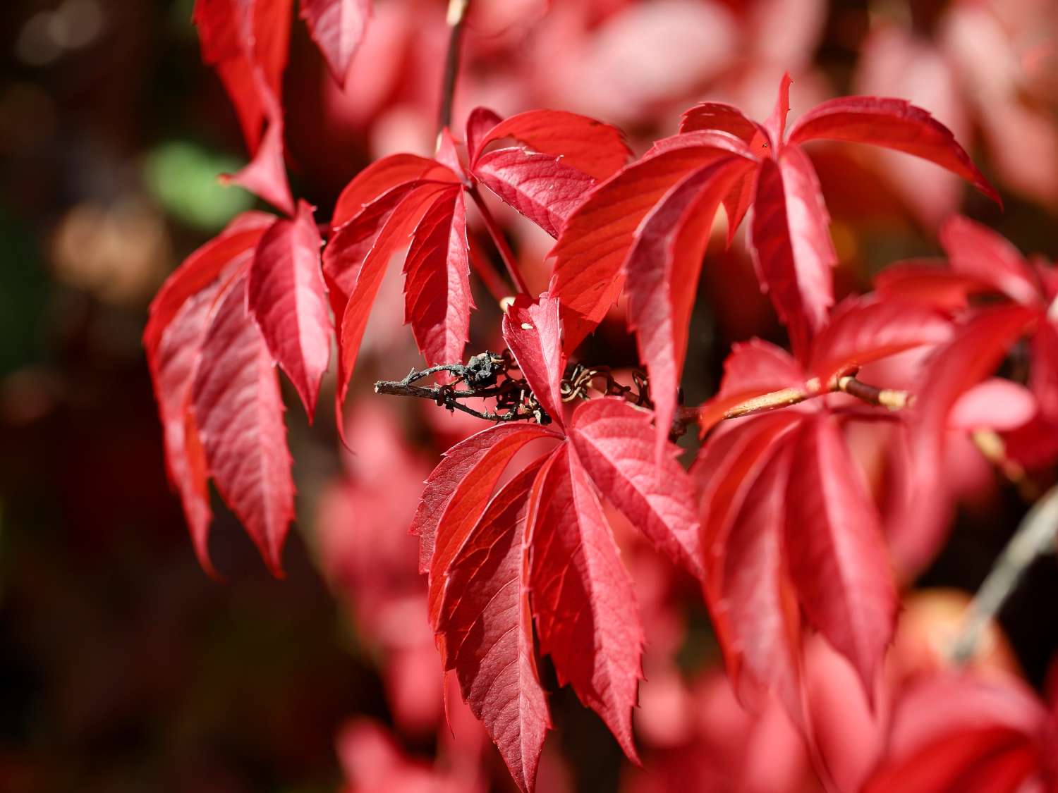 Parthenocissus, Virginia creeper