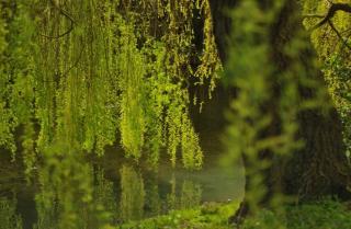 weeping willow tree