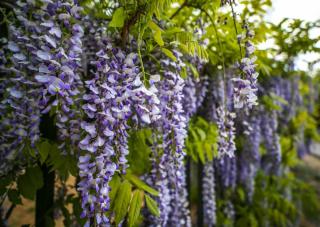 wisteria