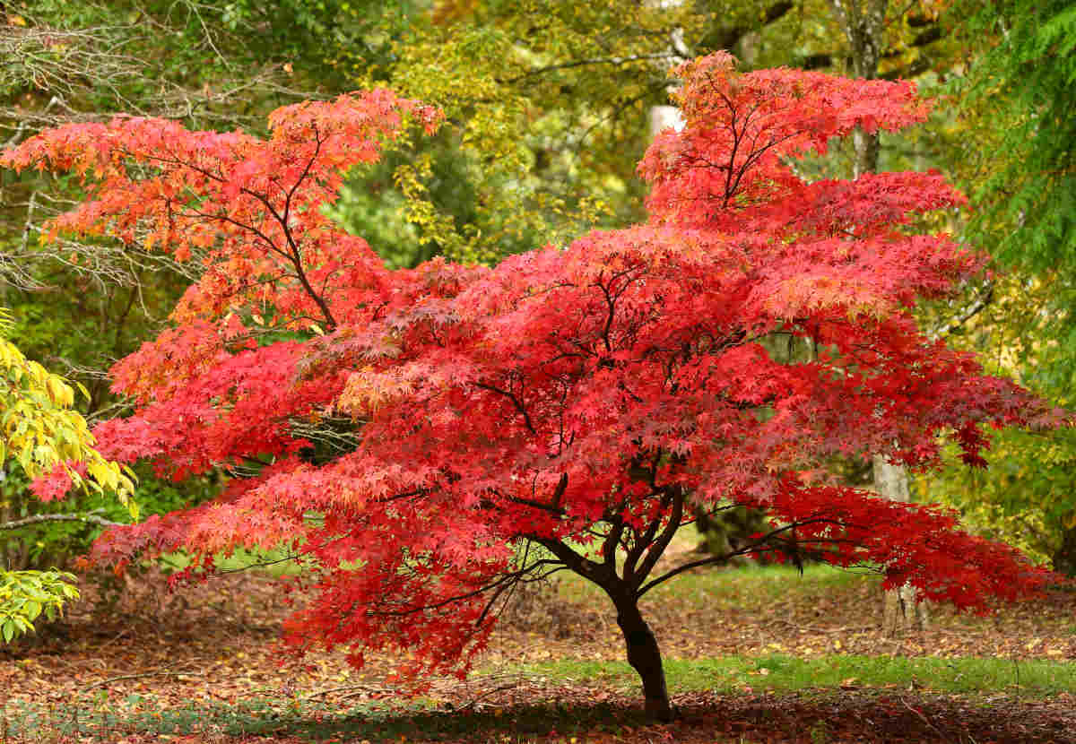 Acer palmatum