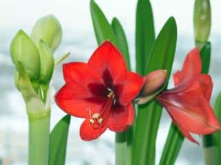 Amaryllis - Hippeastrum