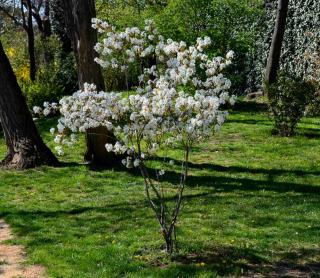 Amelanchier planting