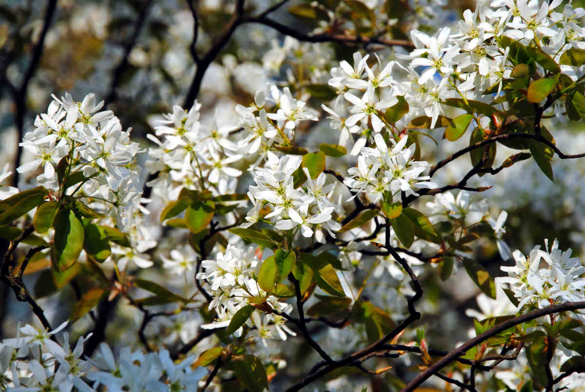 Amelanchier