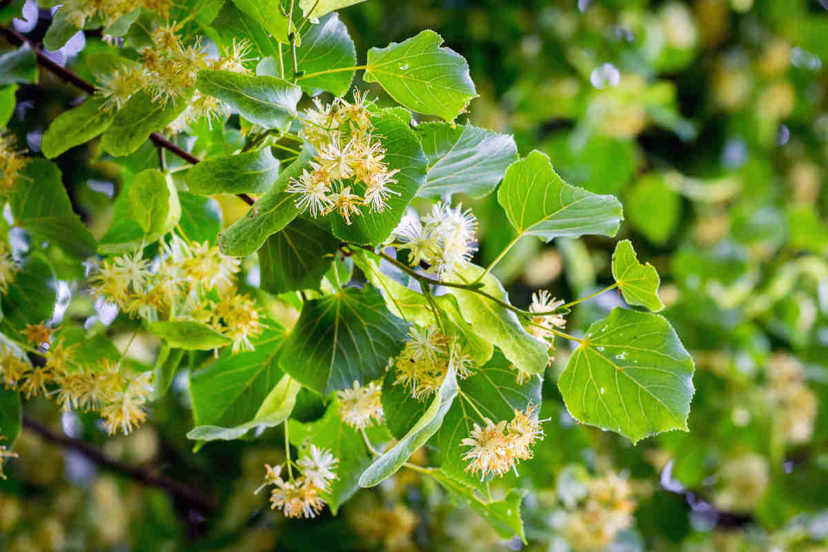 Basswood tree