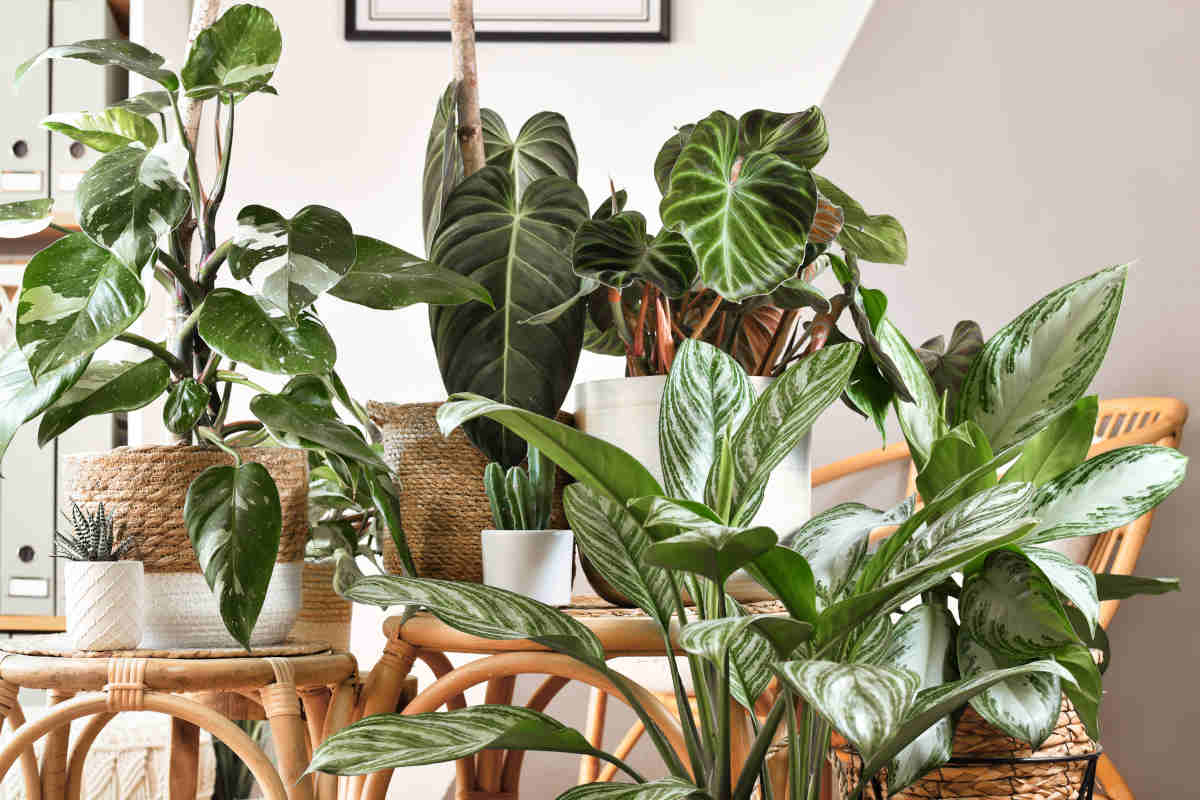 Best air cleaning indoor plants