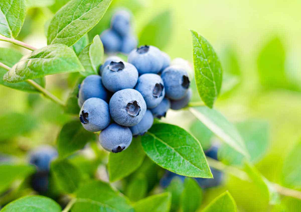 Bilberry