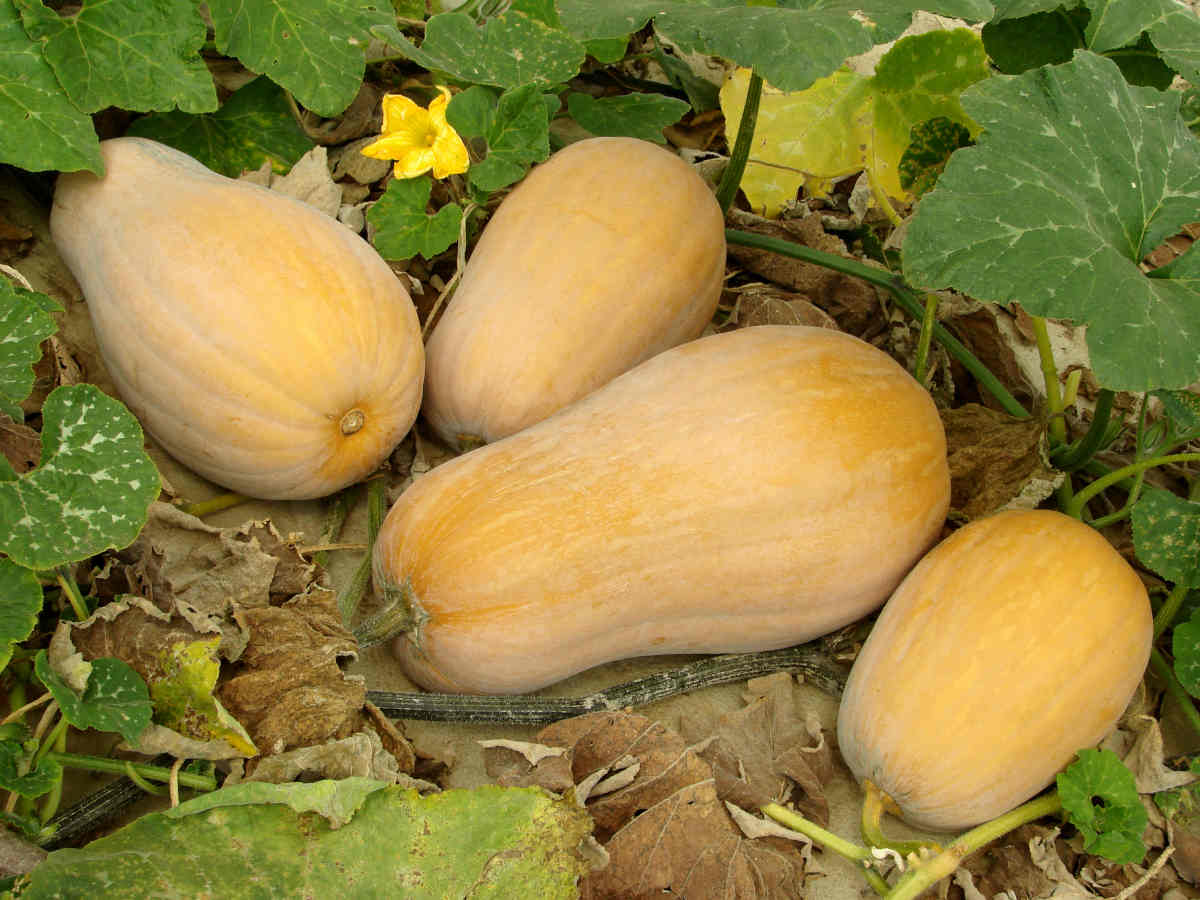 Butternut squash