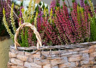 Calluna vulgaris - Common heather in pot - potted