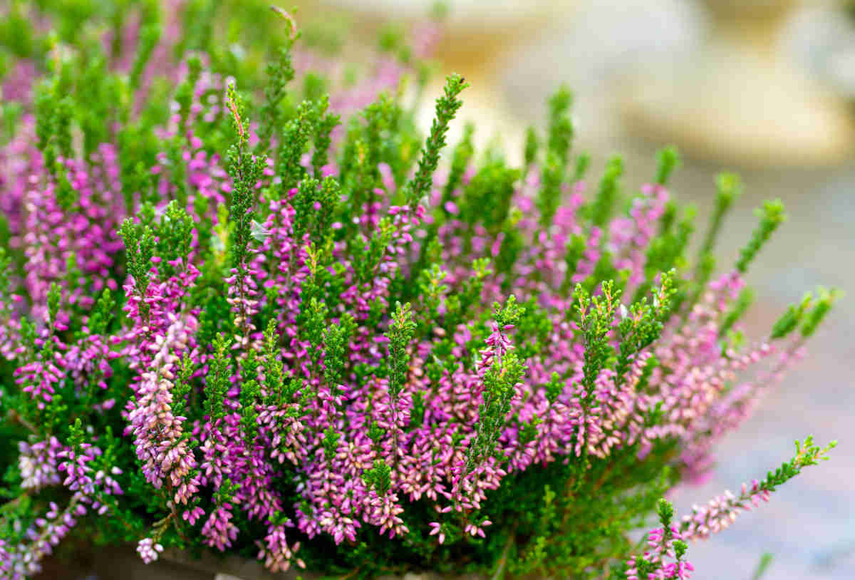 Calluna flower, common heather