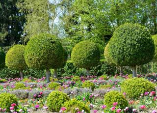 Caring and pruning Portugal laurel - Prunus lusitanica