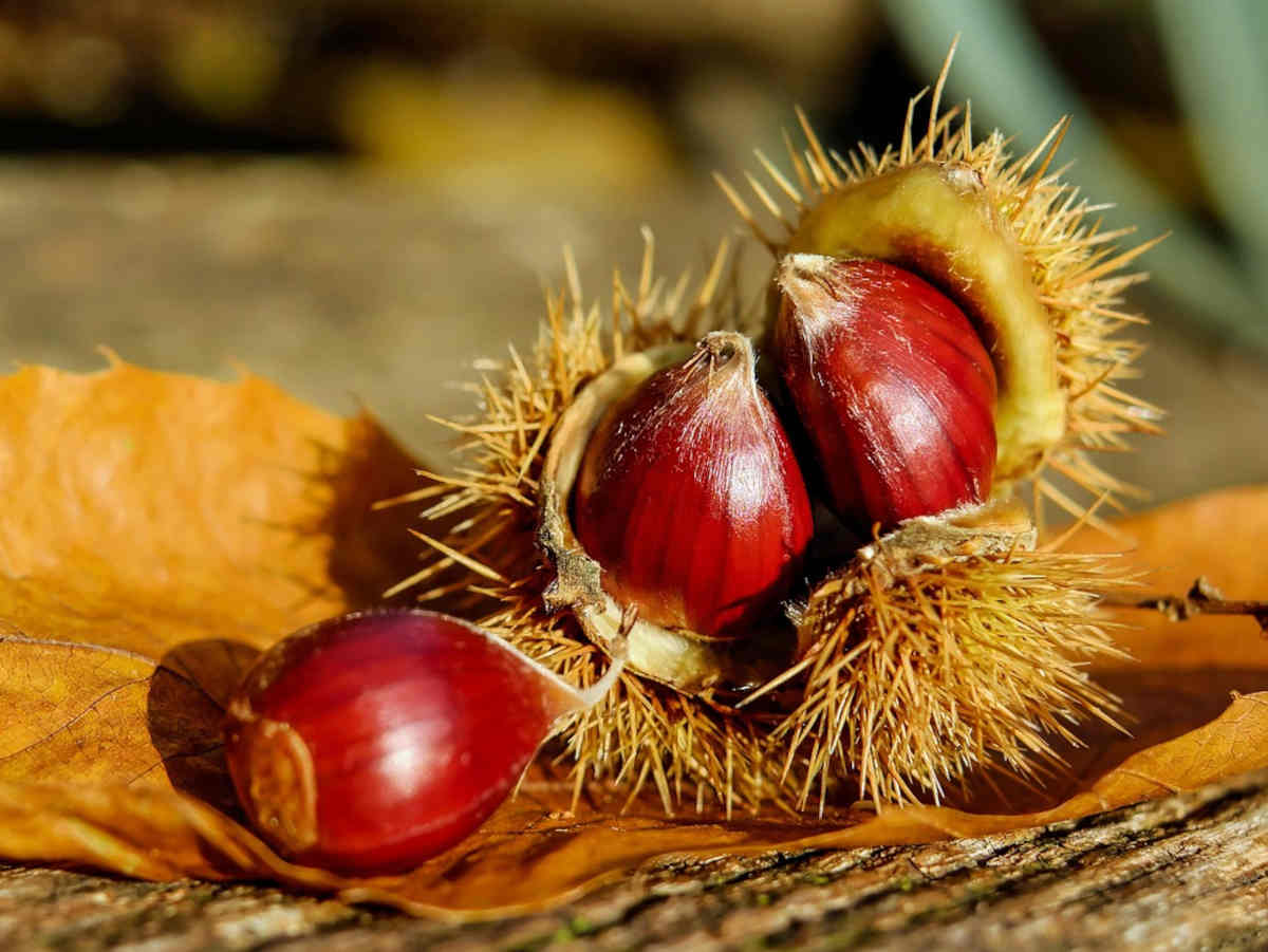 Chestnut