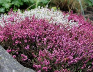 Erica carnea - winter heath