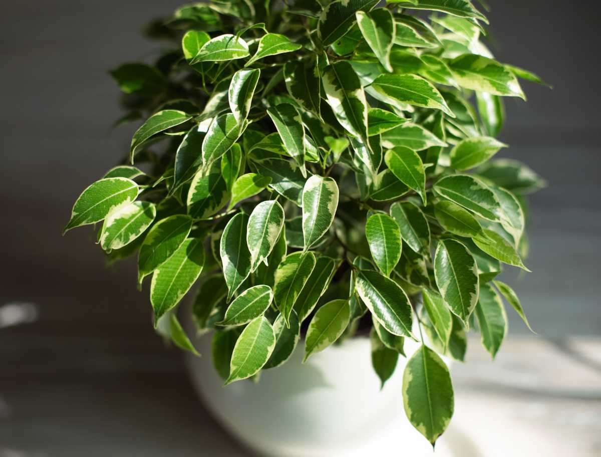 Ficus Benjamina Ficus 101 How To Care For Ficuses Bloomscape