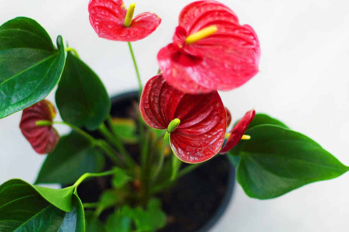 Flamingo flower - Anthurium