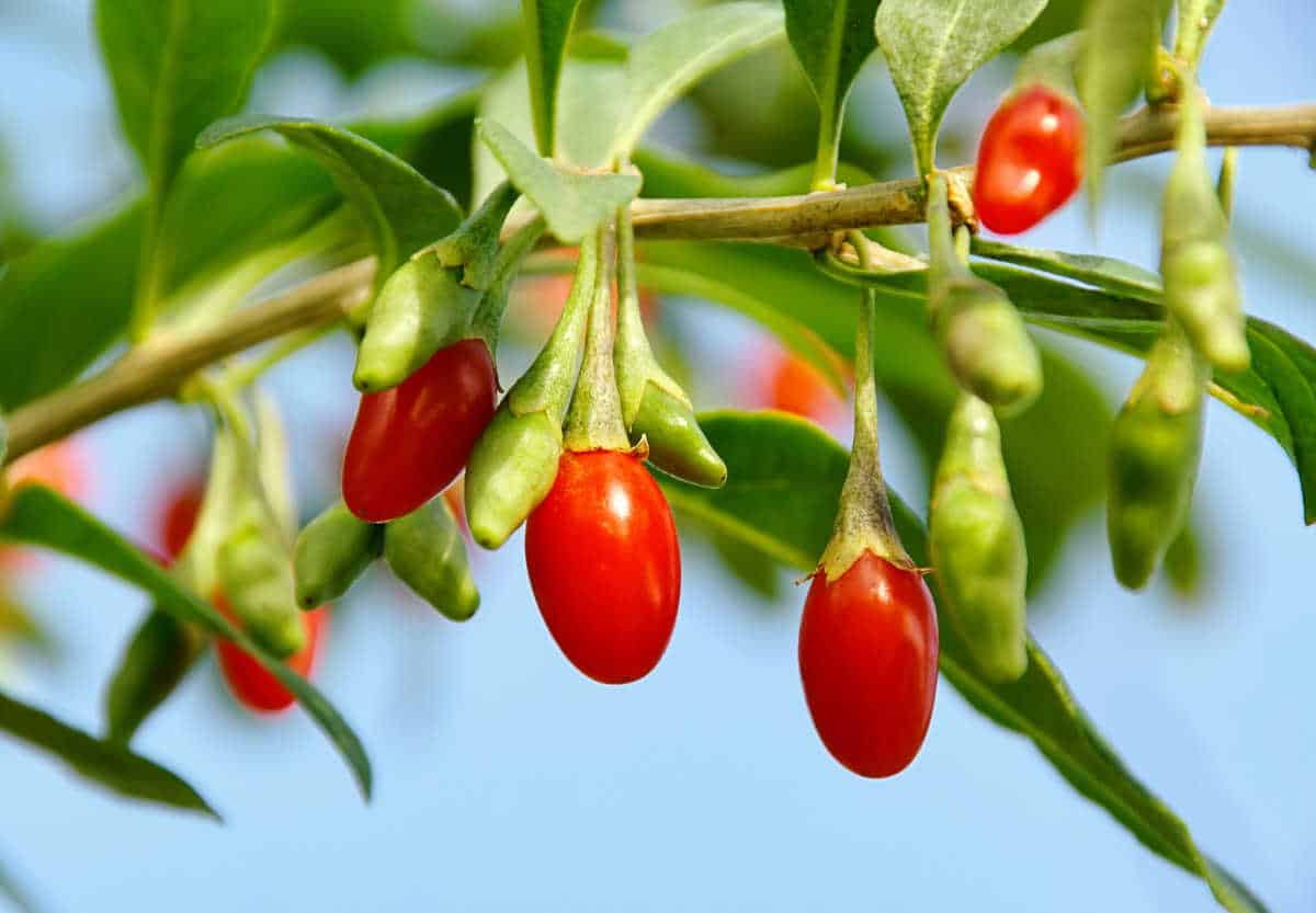 Goji Berry - Lycium barbarum