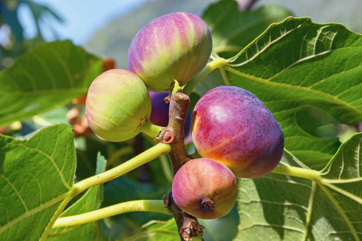 Growing fig tree north south