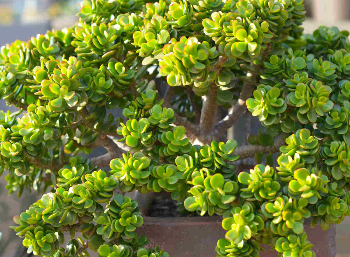 Jade Plant