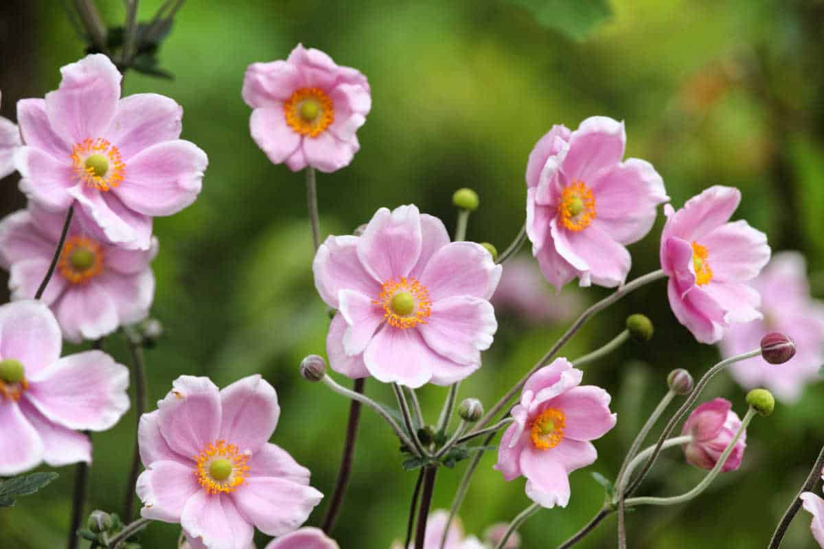 Japanese anemone