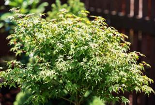 Japanese maple planting
