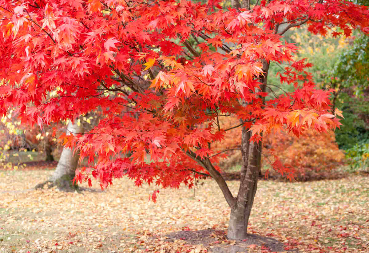 Japanese maple