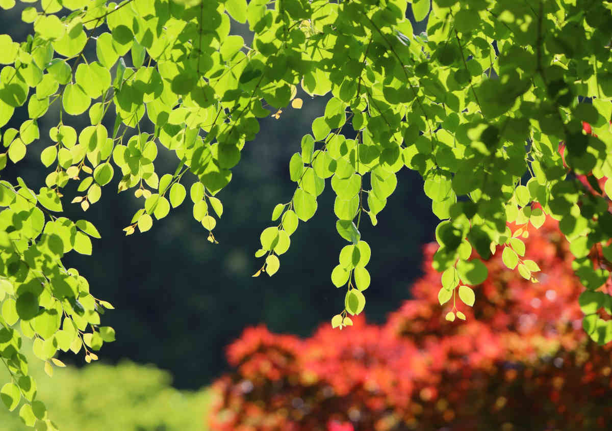 Katsura tree varieties