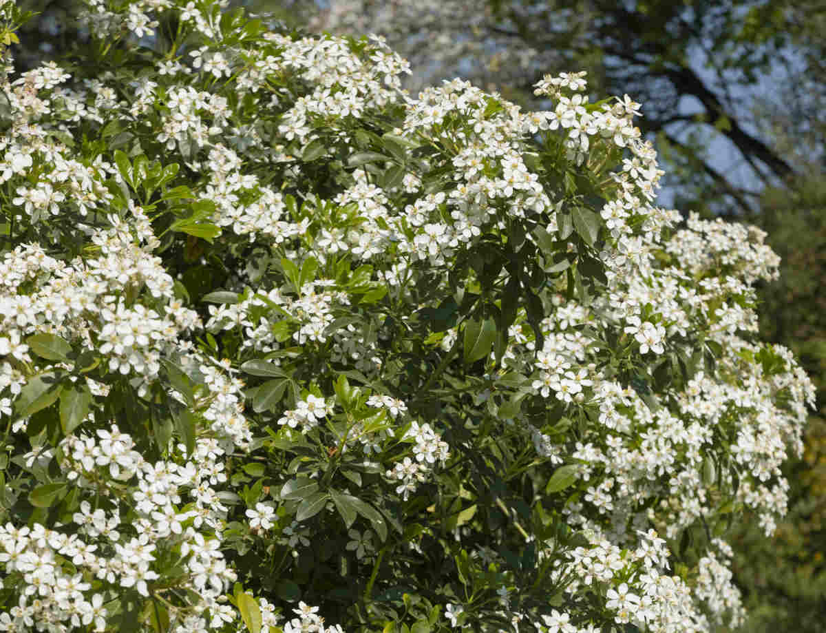 Mexican orange Blossom