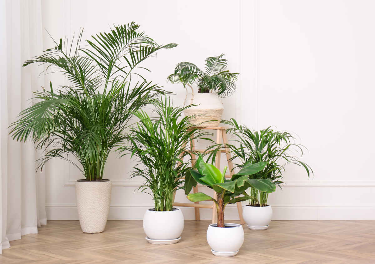 Palm trees indoor houseplant