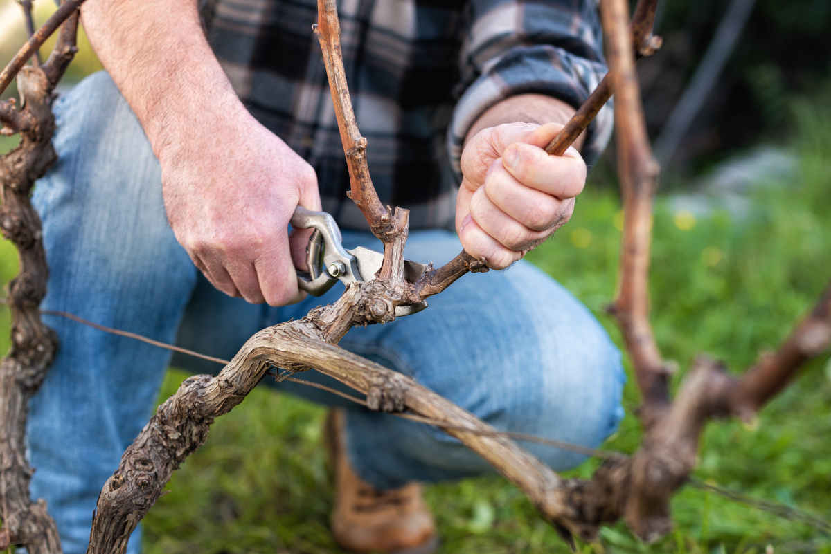 Pruning grapevine